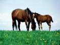 /album/fotogalerie/horsees-jpg/